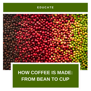 How Coffee Is Made: From Bean To Cup