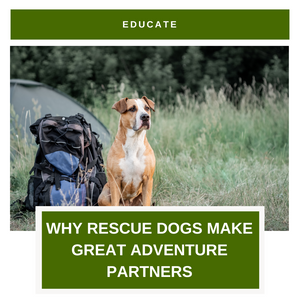 Why Rescue Dogs Make Great Adventure Partners